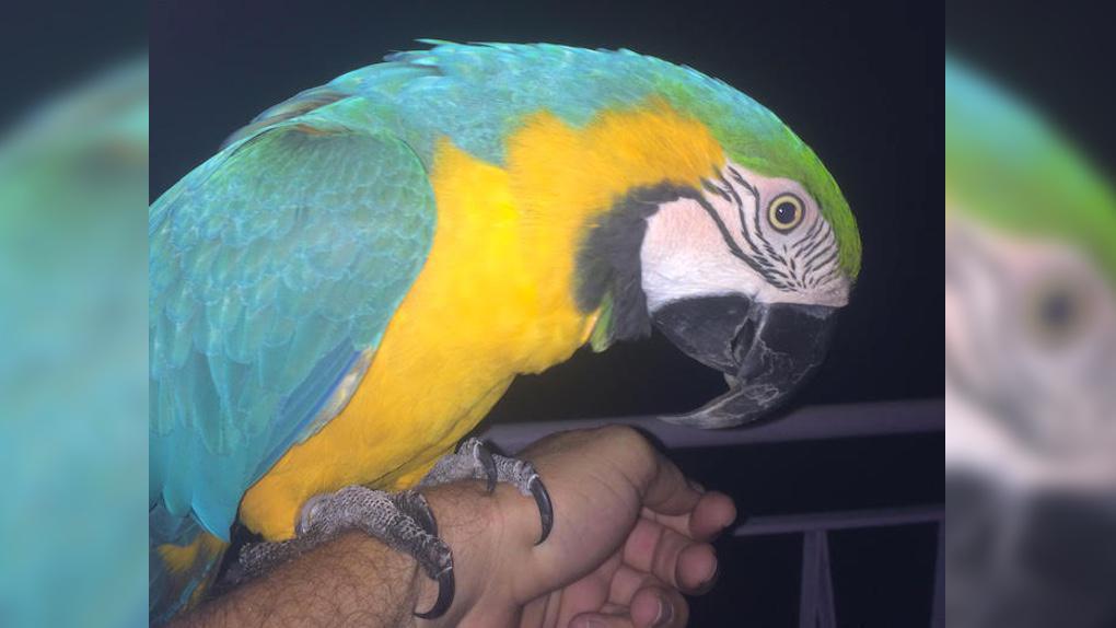 Vol De Perroquet Une Recompense Pour La Personne Qui Permettra De Retrouver L Ara Bleu