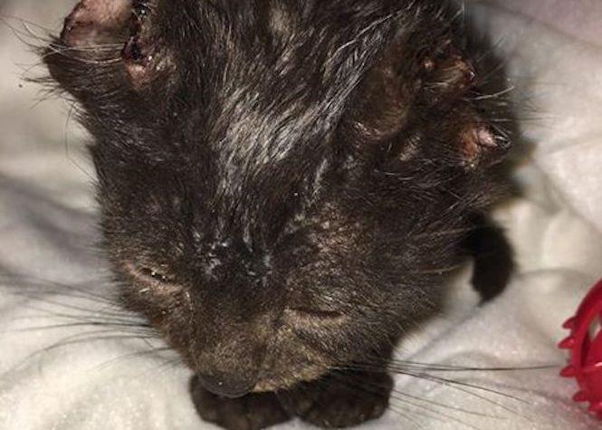 Maltraitance Animale Un Chaton Aux Oreilles Et A La Queue Coupes Maltraitance Animale Un Chaton Aux Oreilles Et A La Queue Coupes