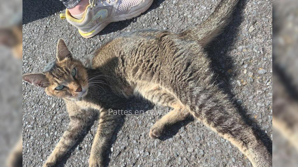 Perdu A Saint Gilles Un Chat Est Retrouve Au Sommet Du Grand Benare