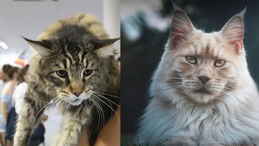 Soupcons De Vols De Chats Maine Coon Soupcons De Vols De Chats Maine Coon
