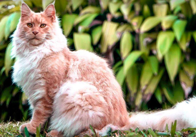Soupcons De Vols De Chats Maine Coon Soupcons De Vols De Chats Maine Coon