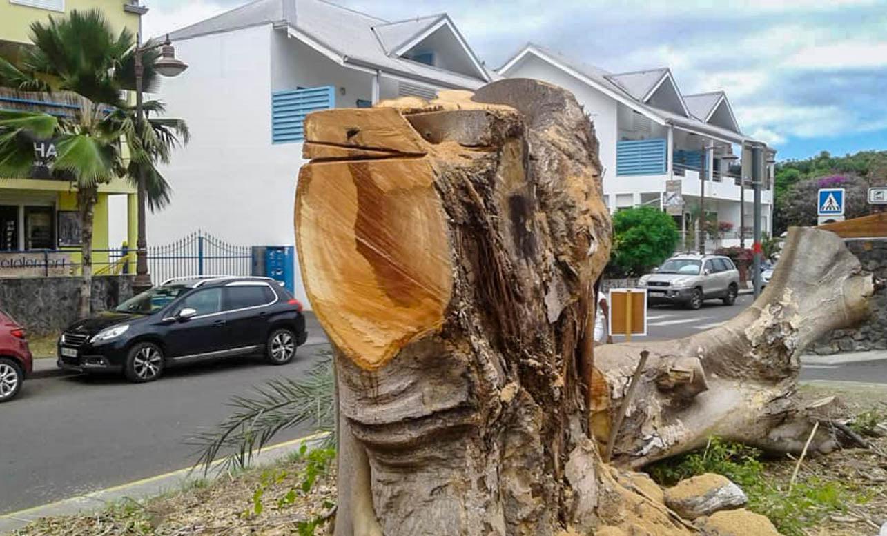 Un grand ficus abattu à St-Leu : L'arbre aurait pu être sauvé pour  Extinction Rébellion et Thierry Robert