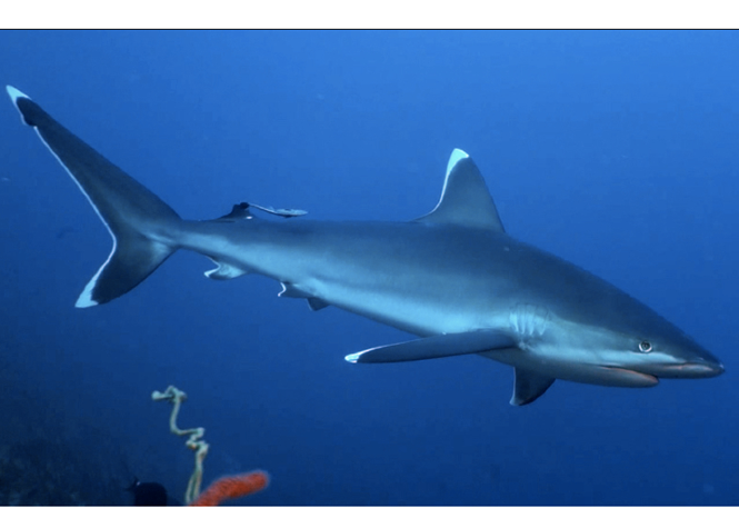 Les 12 Vraies Ou Fausses Causes De La Proliferation De Requins A La Reunion