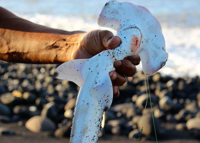 Saint Louis Ils Pechent Le Requin Marteau Pour Le Manger