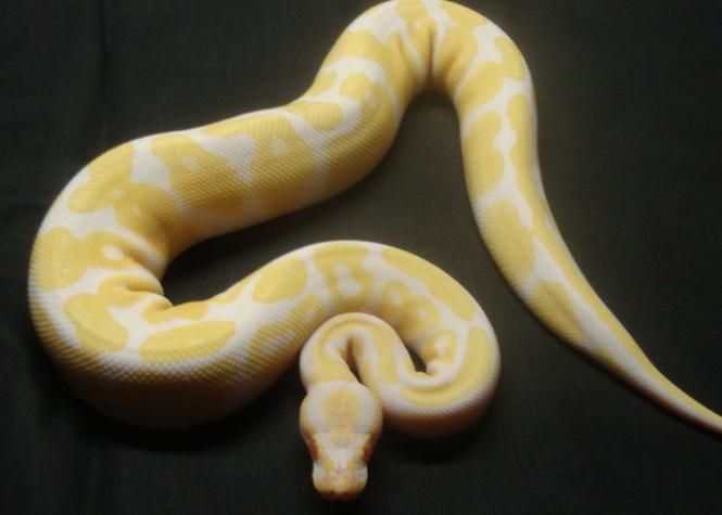 Download Saint Pierre Un Python Royal D 1m50 Terrifie Les Locataires D Une HD Wallpaper Saint Pierre Un Python Royal D 1m50 Terrifie Les Locataires D Une For Android Free