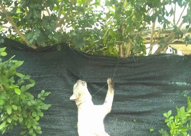 Un Chat Volontairement Pendu Un Chat Volontairement Pendu