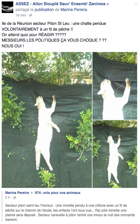 Un Chat Volontairement Pendu Un Chat Volontairement Pendu