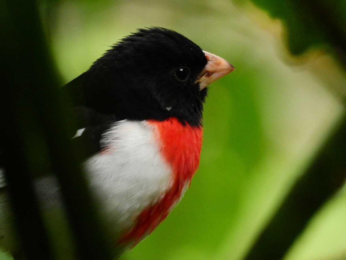 En el Alto de San Miguel fueron avistados un Gavilán Lagartero Bidentado y un Azor Cordillerano En el Alto de San Miguel fueron avistados un Gavilán Lagartero Bidentado y un Azor Cordillerano