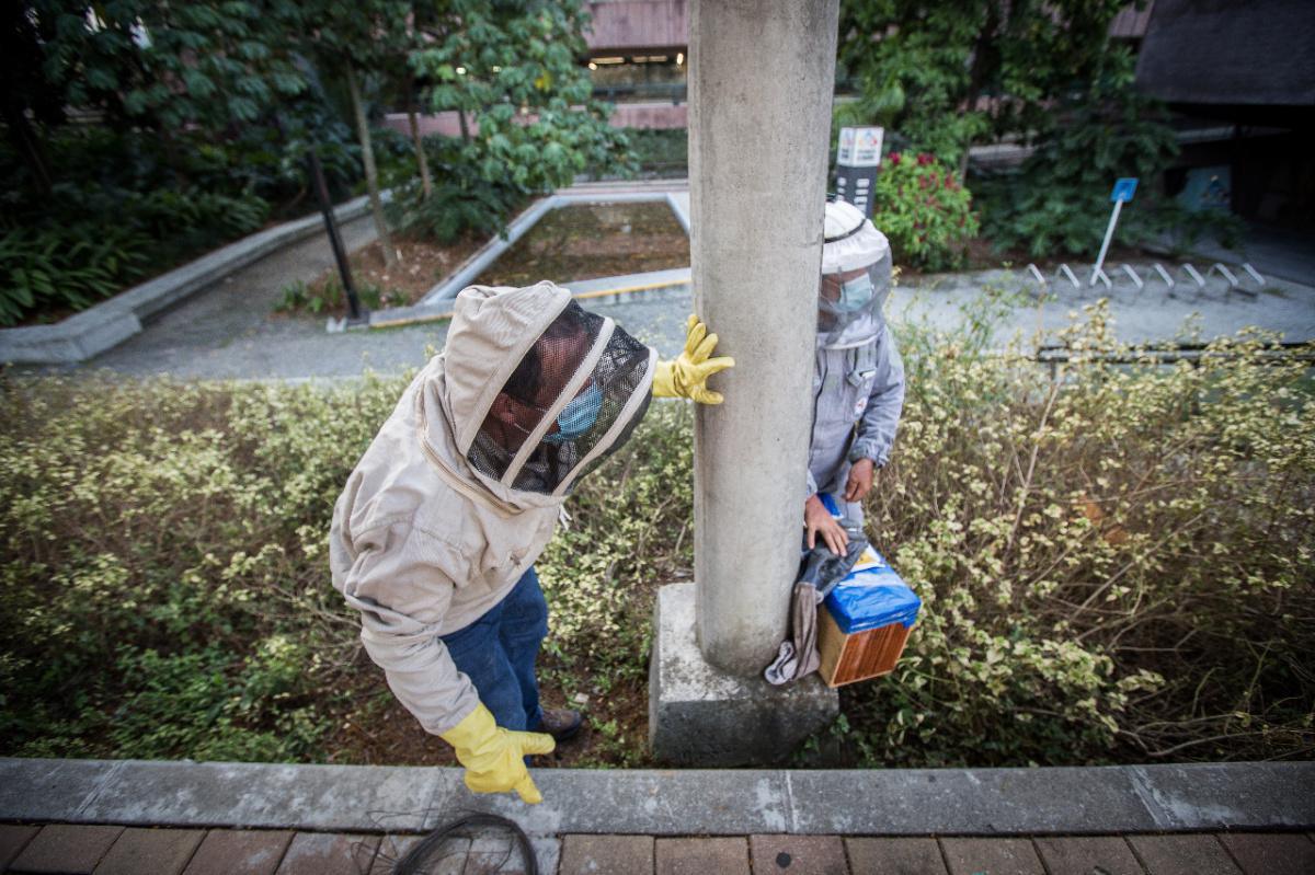 Medellín conmemora el Día Mundial de las Abejas y resalta la importancia de estas para el medio ambiente y la vida