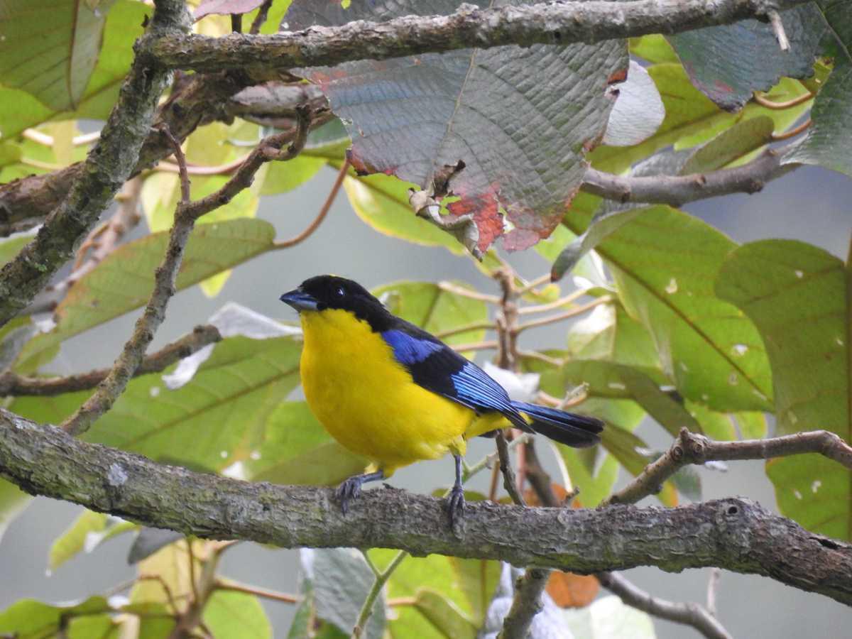 42 propietarios de 67 predios rurales recibieron incentivos para la protección y cuidado de los ecosistemas 42 propietarios de 67 predios rurales recibieron incentivos para la protección y cuidado de los ecosistemas