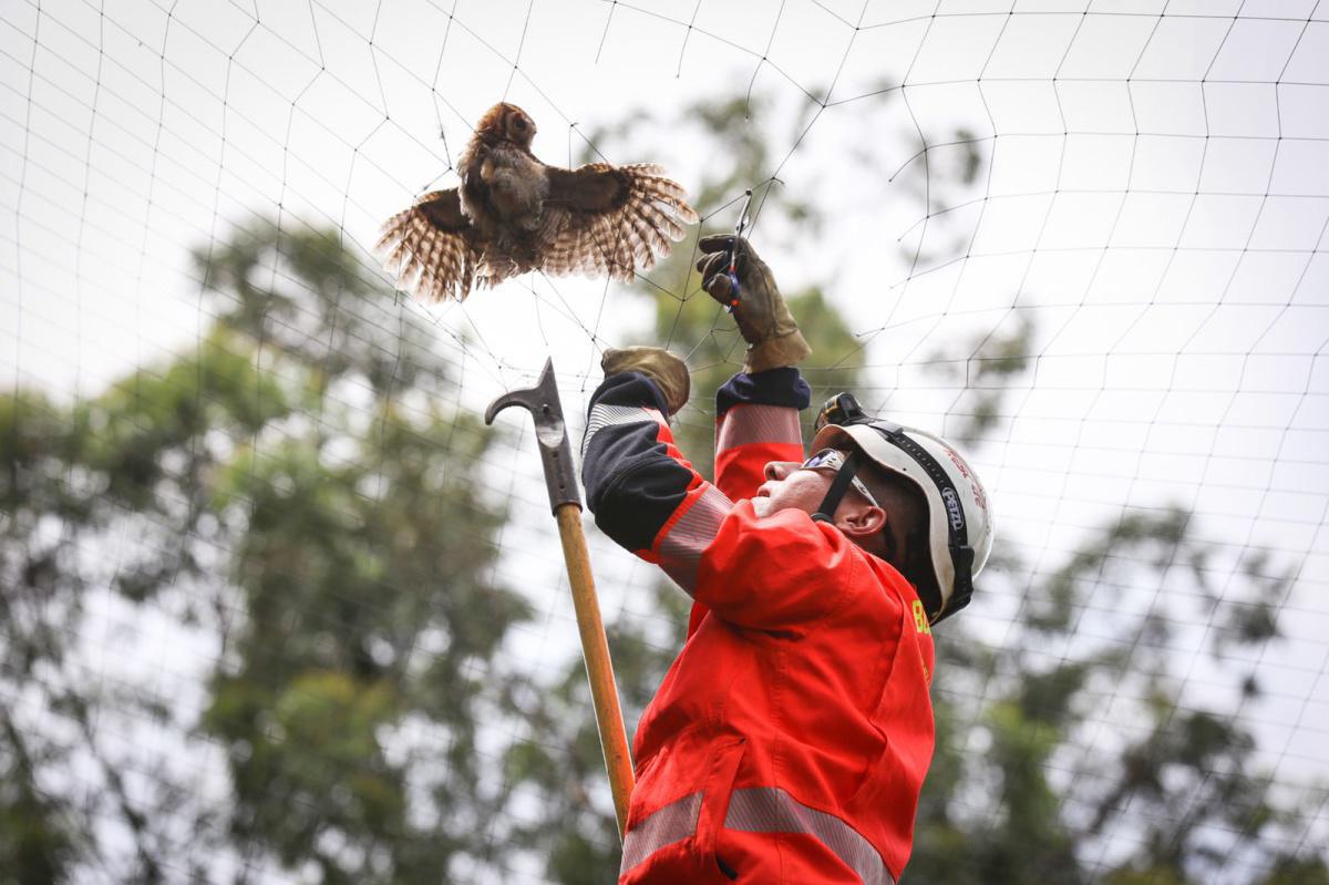 209 animales en situación de emergencia han sido rescatados este año por el Cuerpo Oficial de Bomberos Medellín  209 animales en situación de emergencia han sido rescatados este año por el Cuerpo Oficial de Bomberos Medellín