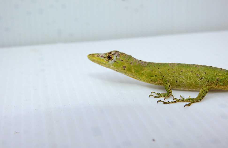En la Reserva Alto de San Miguel fue observado, por primera vez, un lagarto categorizado como especie en peligro En la Reserva Alto de San Miguel fue observado, por primera vez, un lagarto categorizado como especie en peligro