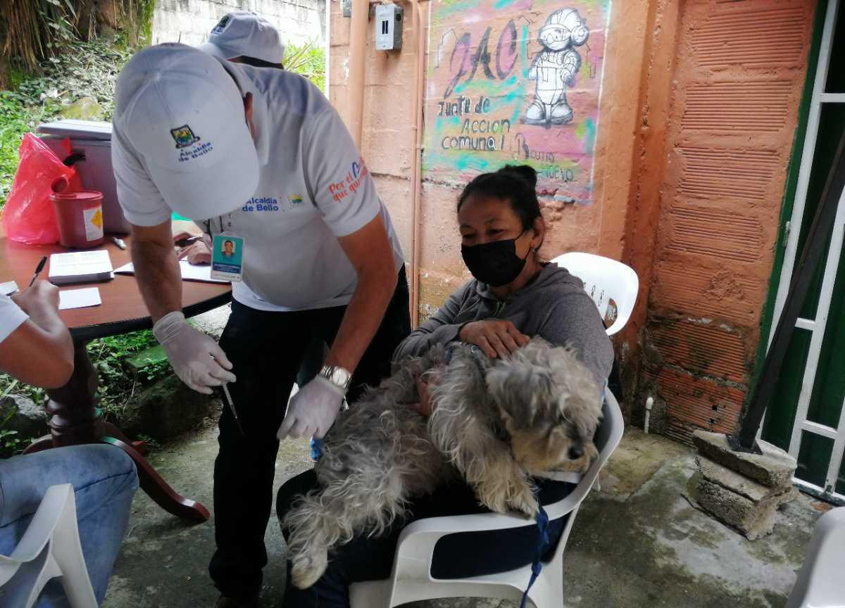 Este sábado, Bello se une a jornada de vacunación de perros y gatos 