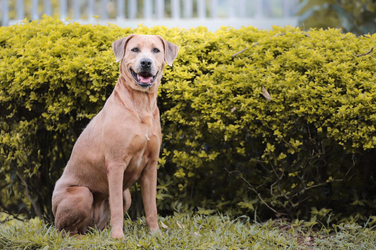 Este año han sido rescatados en Medellín más de 800 perros por maltrato o abandono