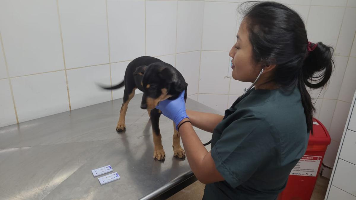 El Centro de Bienestar Animal La Perla ha atendido 14 casos de distemper canino o moquillo, ante brote de la enfermedad en algunas zonas del país El Centro de Bienestar Animal La Perla ha atendido 14 casos de distemper canino o moquillo, ante brote de la enfermedad en algunas zonas del país