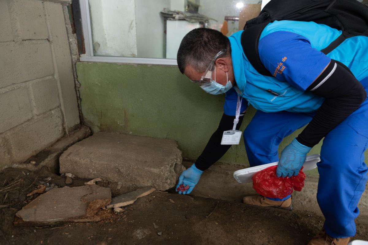430 puntos de la ciudad han sido intervenidos por la Alcaldía de Medellín para prevenir contagios de enfermedades causadas por roedores