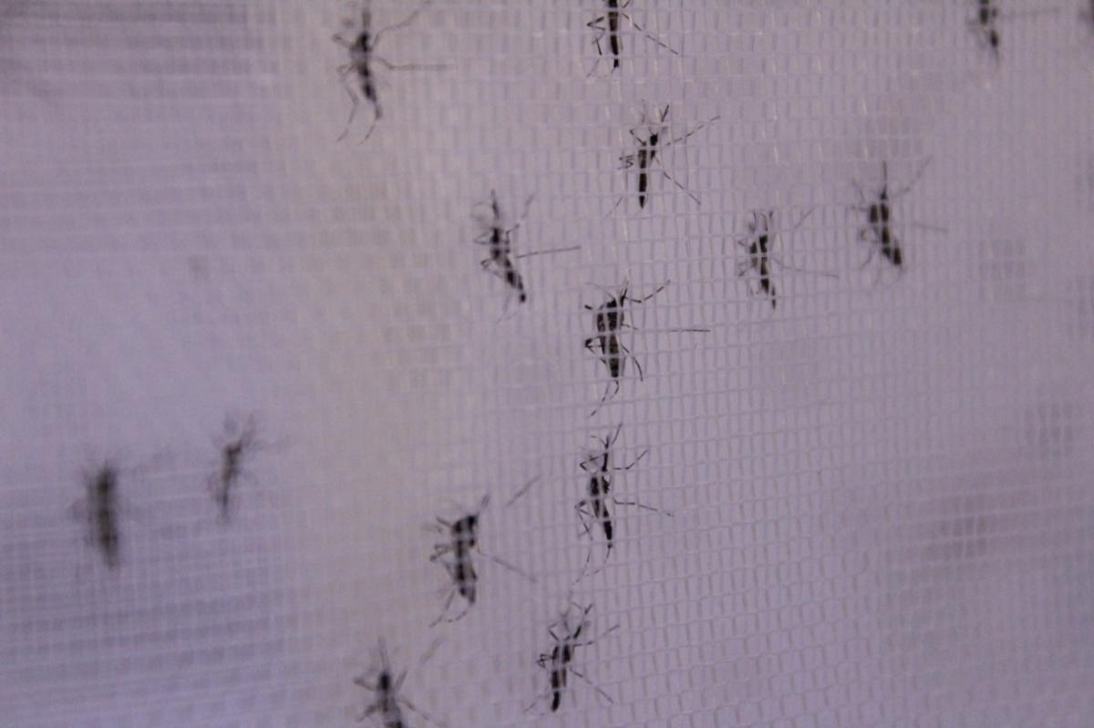 Bello, primera ciudad de América Latina que controló el dengue Bello, primera ciudad de América Latina que controló el dengue