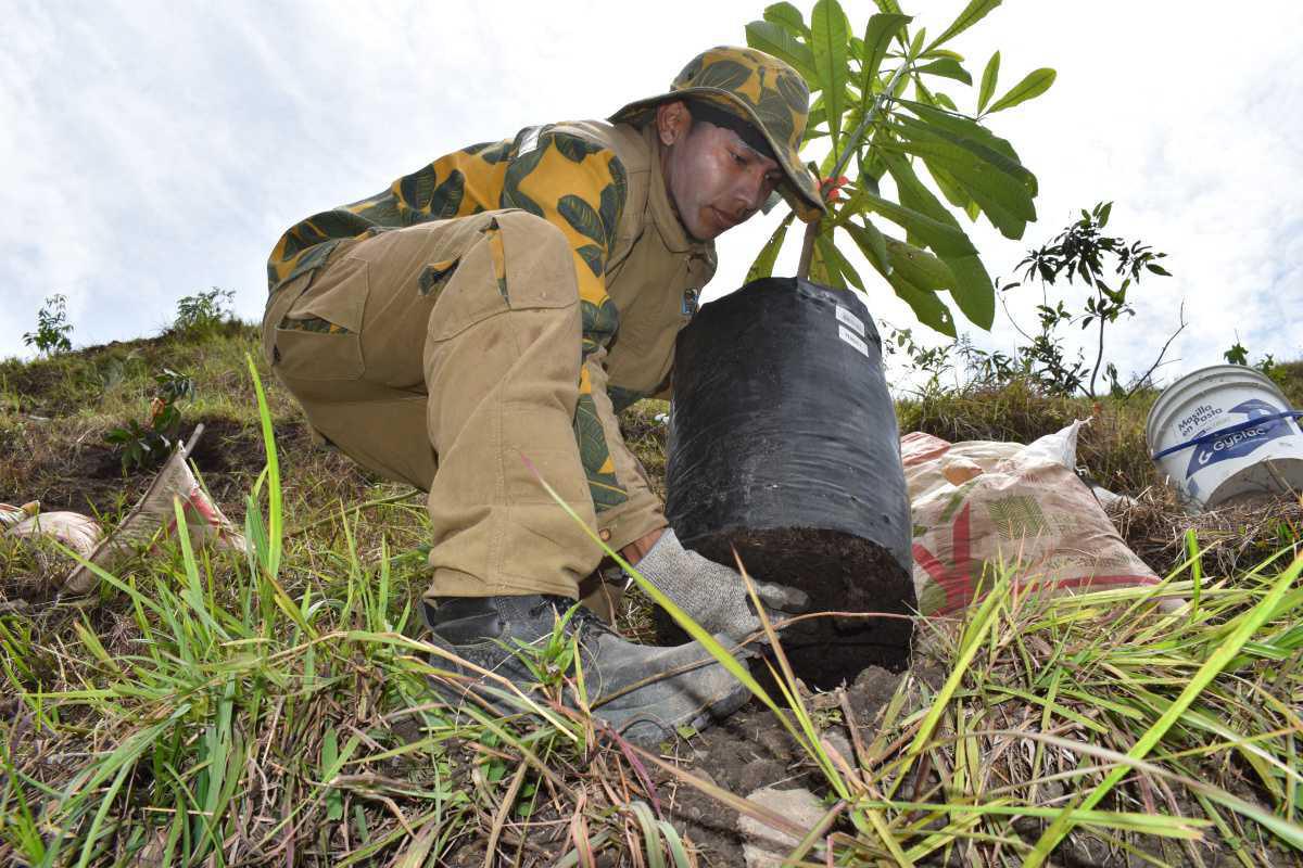 Con la siembra de más de 300 árboles se inicia la compensación ambiental por las obras de Carabobo Norte Con la siembra de más de 300 árboles se inicia la compensación ambiental por las obras de Carabobo Norte