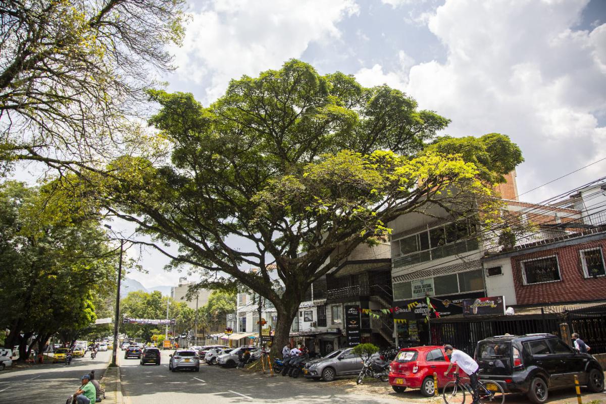 La Administración Distrital protege sus 697 árboles patrimoniales con sensibilización a la comunidad, intervenciones y embellecimiento La Administración Distrital protege sus 697 árboles patrimoniales con sensibilización a la comunidad, intervenciones y embellecimiento