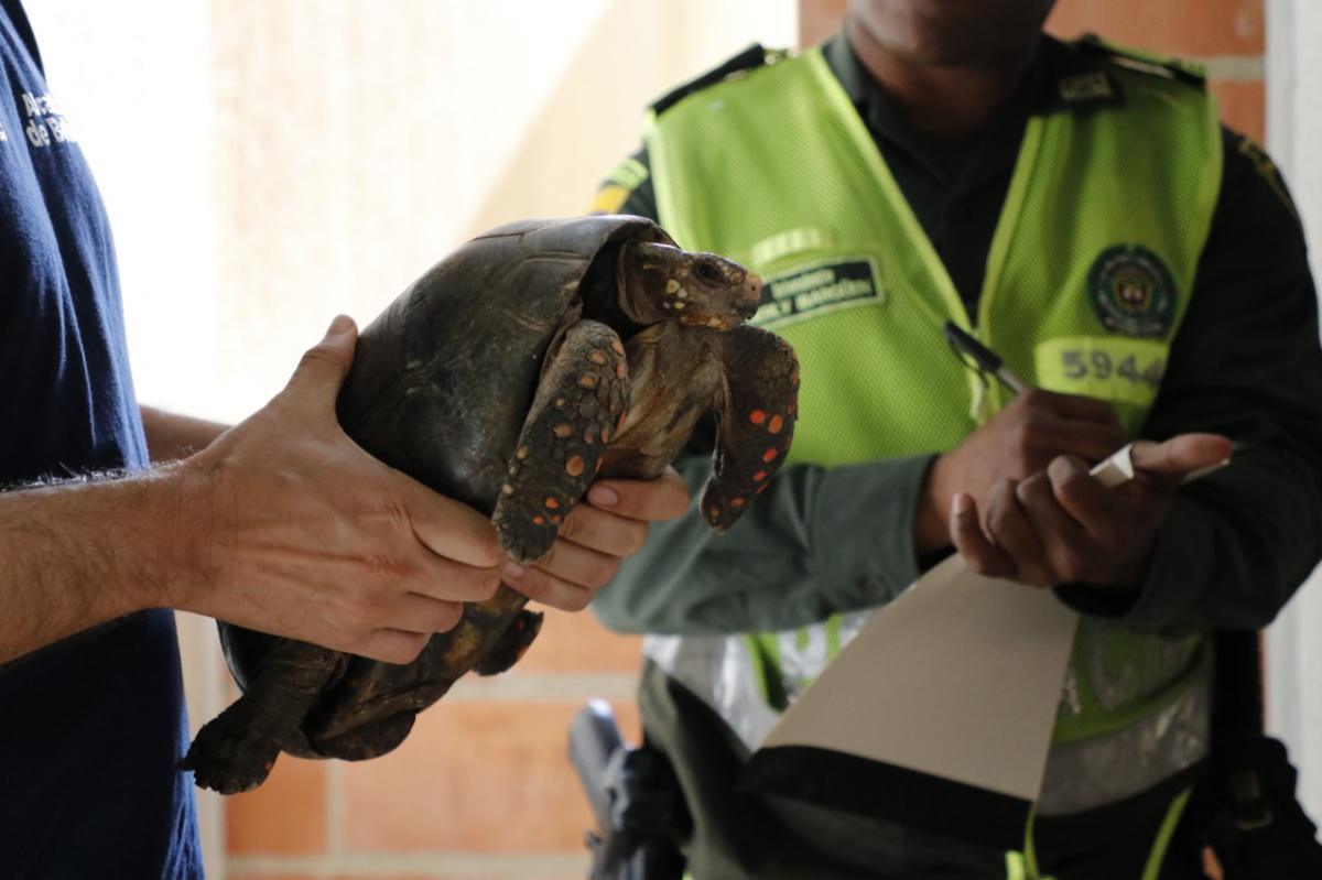 Bello tienen nueva zona libre de fauna silvestre en cautiverio