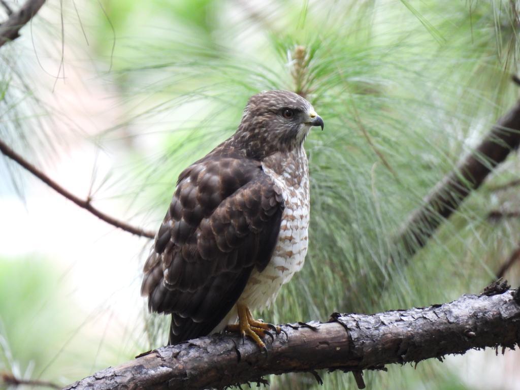 14 aves migratorias fueron avistadas en el Parque Natural Cerro El Volador 