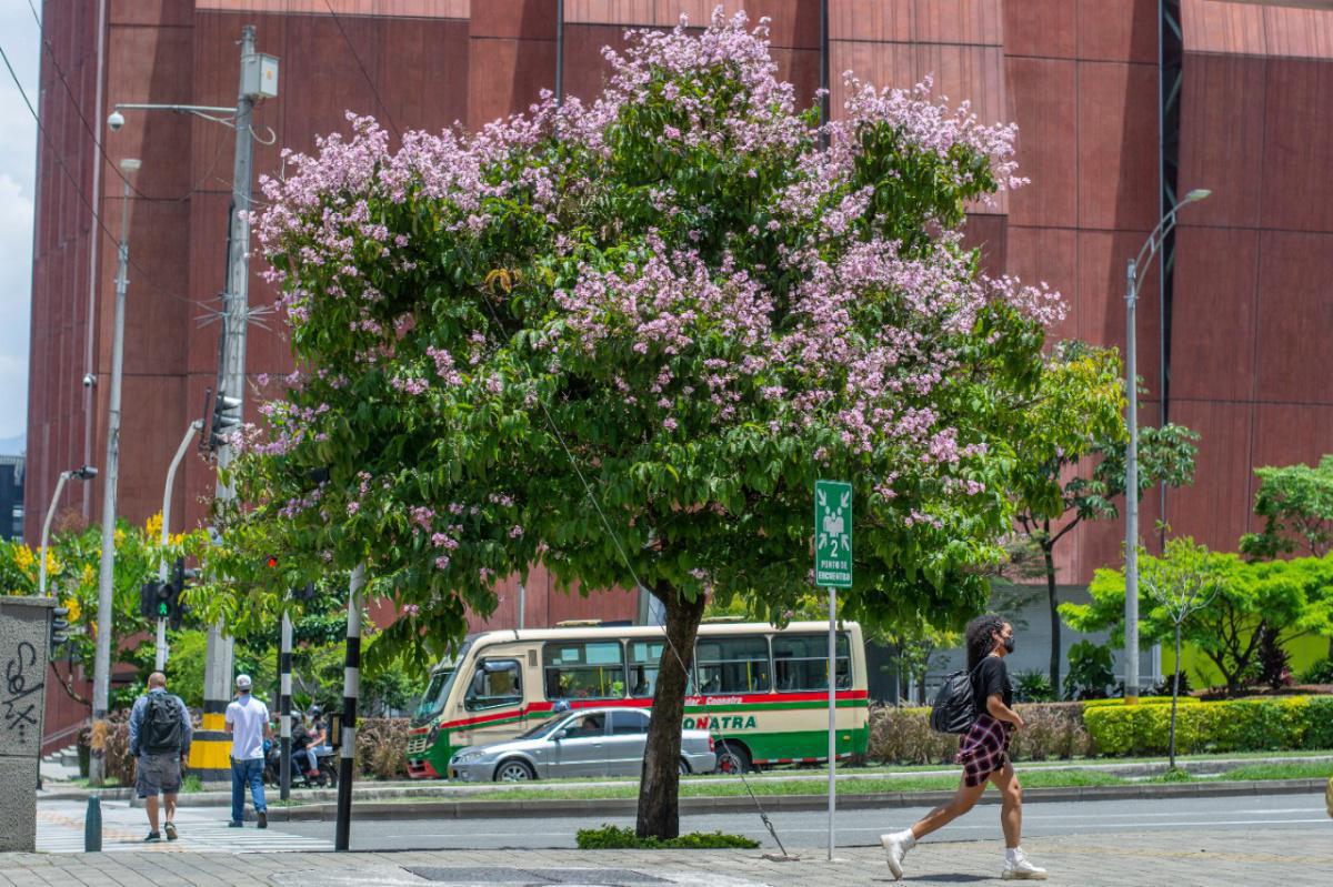 En ReportesMED, ciudadanos podrán solicitar intervención de árboles en mal estado o en riesgo En ReportesMED, ciudadanos podrán solicitar intervención de árboles en mal estado o en riesgo