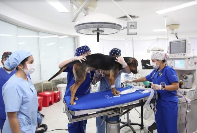 Medellín aplica tecnología 3D para mejorar la calidad de vida de los animales de compañía Medellín aplica tecnología 3D para mejorar la calidad de vida de los animales de compañía