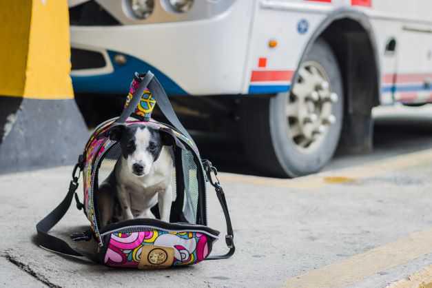 Las Alcaldía de Medellín entrega recomendaciones para viajar con animales de compañía en la temporada de año nuevo