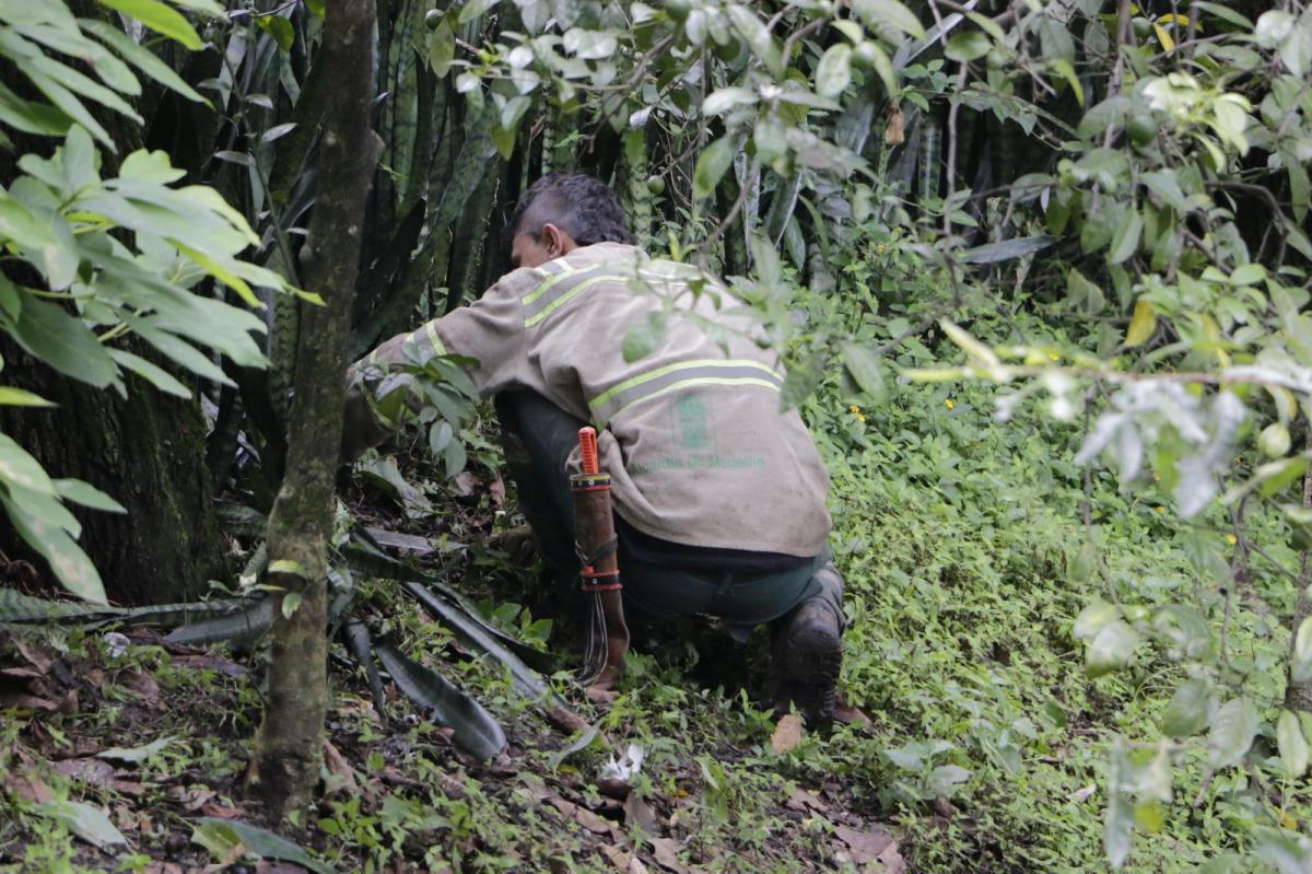 Con la sensibilización de 3.000 personas, Medellín avanza en la conservación de espacios verdes en las comunas y corregimientos Con la sensibilización de 3.000 personas, Medellín avanza en la conservación de espacios verdes en las comunas y corregimientos
