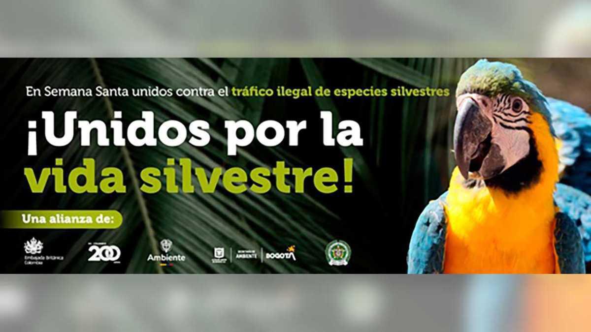 Colombia se une contra el tráfico ilegal de vida silvestre en Semana Santa: tortugas, iguanas y aves, los más afectados Colombia se une contra el tráfico ilegal de vida silvestre en Semana Santa: tortugas, iguanas y aves, los más afectados