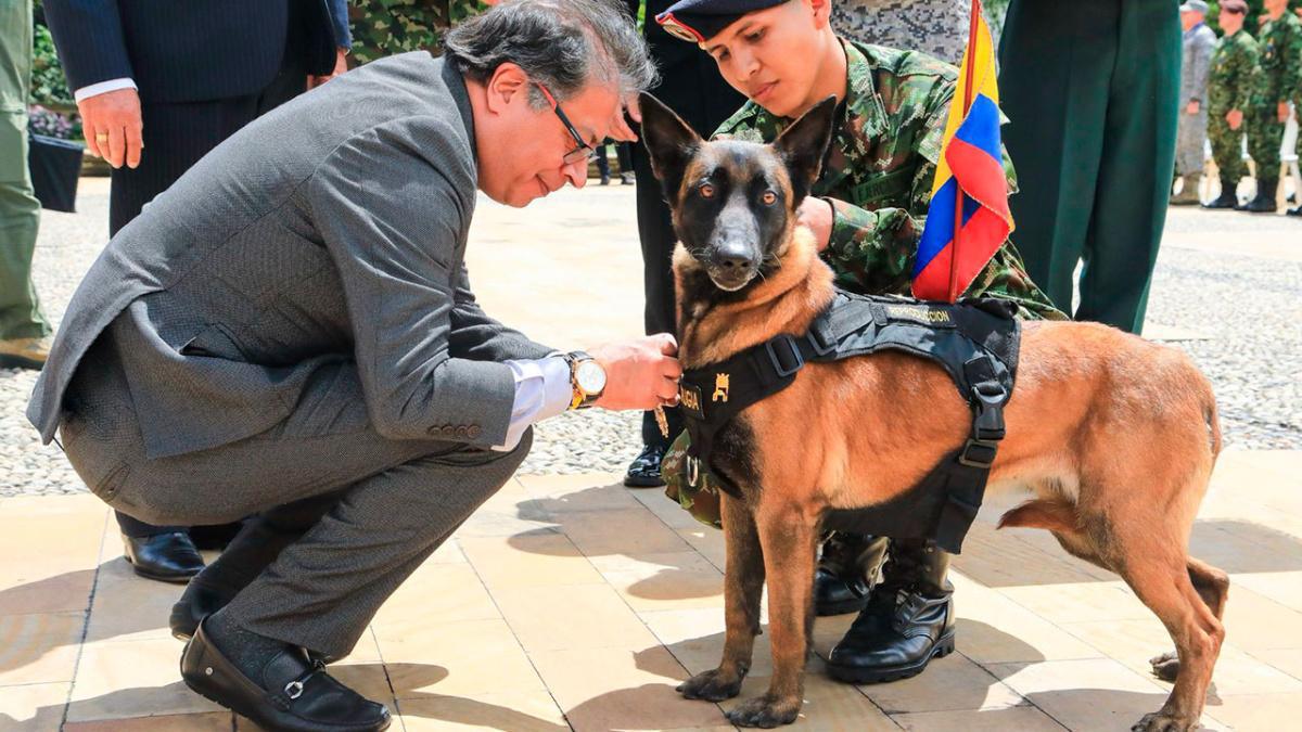 ¡Ley de protección animal en Colombia! Petro promulga leyes Ángel y Lorenzo contra el maltrato ¡Ley de protección animal en Colombia! Petro promulga leyes Ángel y Lorenzo contra el maltrato