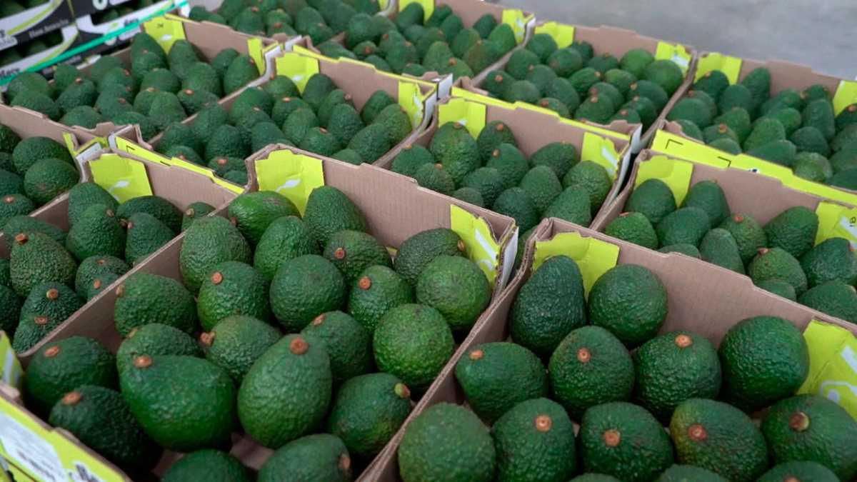 Otro Logro del Agro: Aguacate Hass Colombiano Conquista el Mercado de Uruguay Otro Logro del Agro: Aguacate Hass Colombiano Conquista el Mercado de Uruguay
