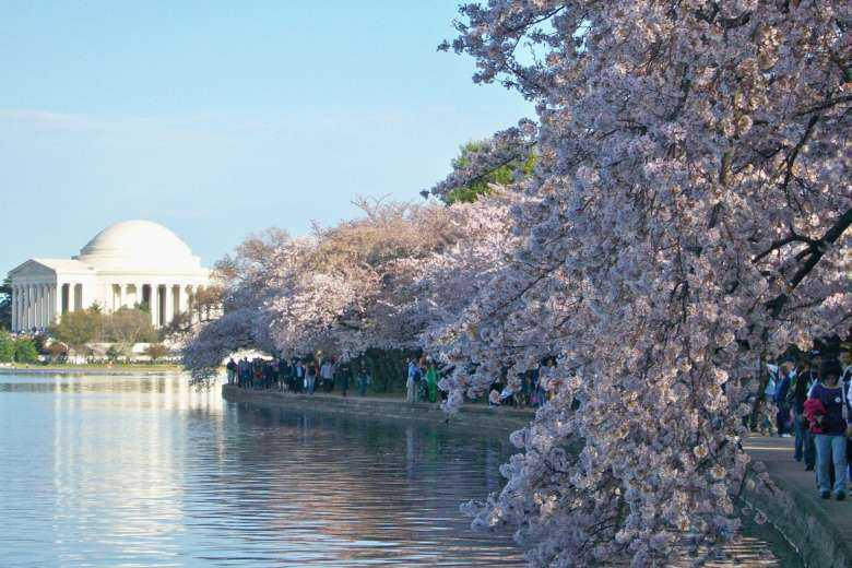 From Samurai Chemist To Cherry Blossoms