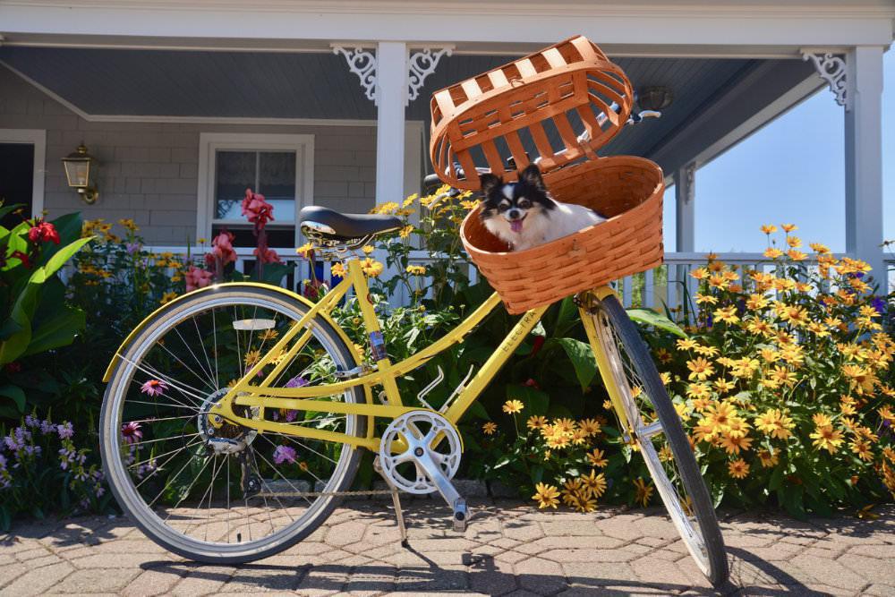 Beach Rose Bicycles