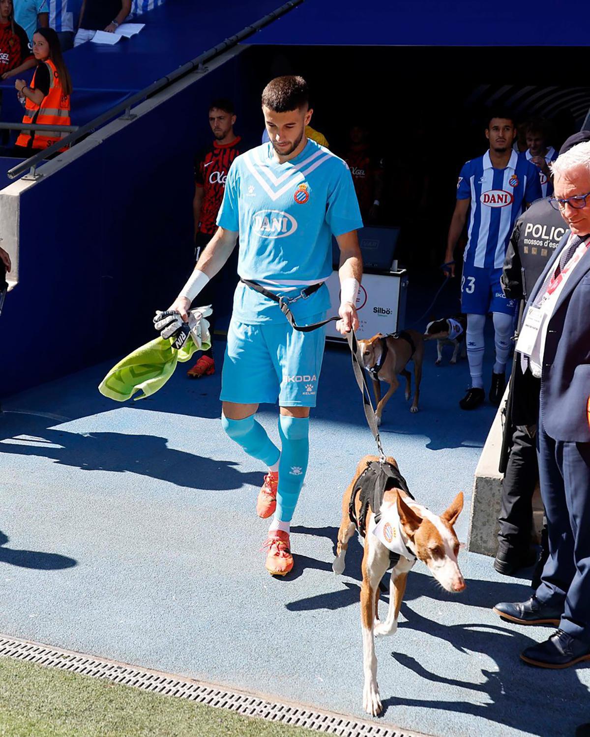 En Espagne, des joueurs de foot entrent sur le terrain avec des chiens abandonnés