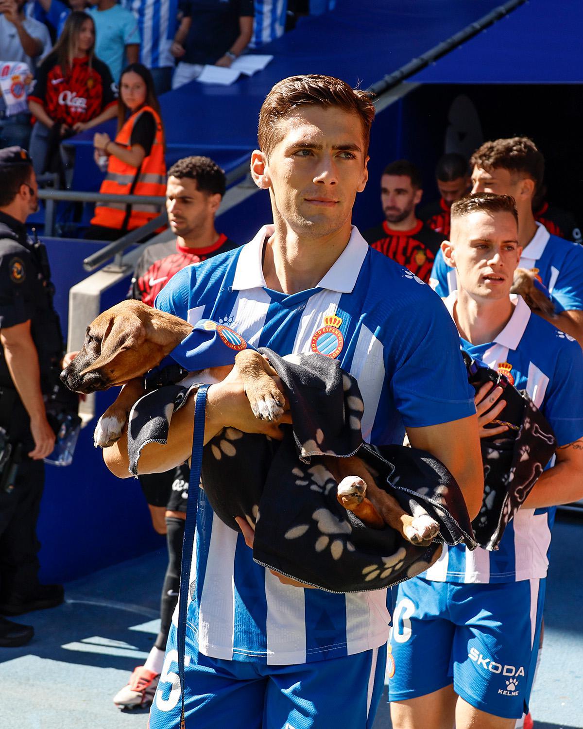 En Espagne, des joueurs de foot entrent sur le terrain avec des chiens abandonnés