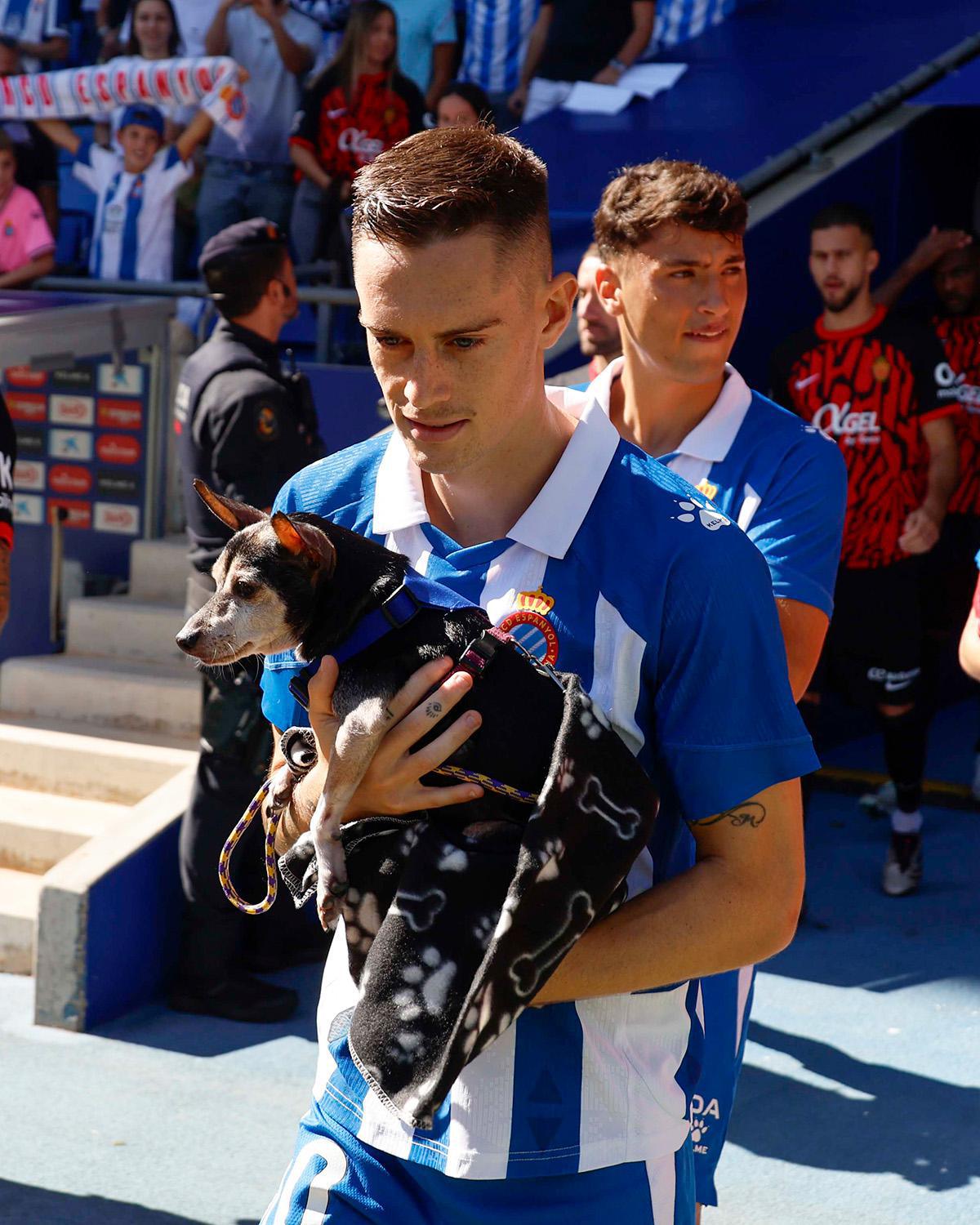 En Espagne, des joueurs de foot entrent sur le terrain avec des chiens abandonnés