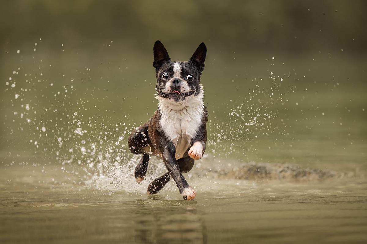 Les sublimes photographies lauréates du Dog Photography Awards 2024