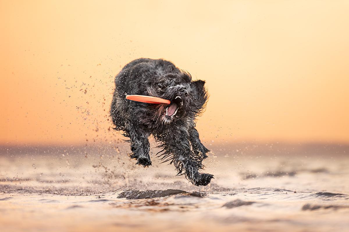 Les sublimes photographies lauréates du Dog Photography Awards 2024