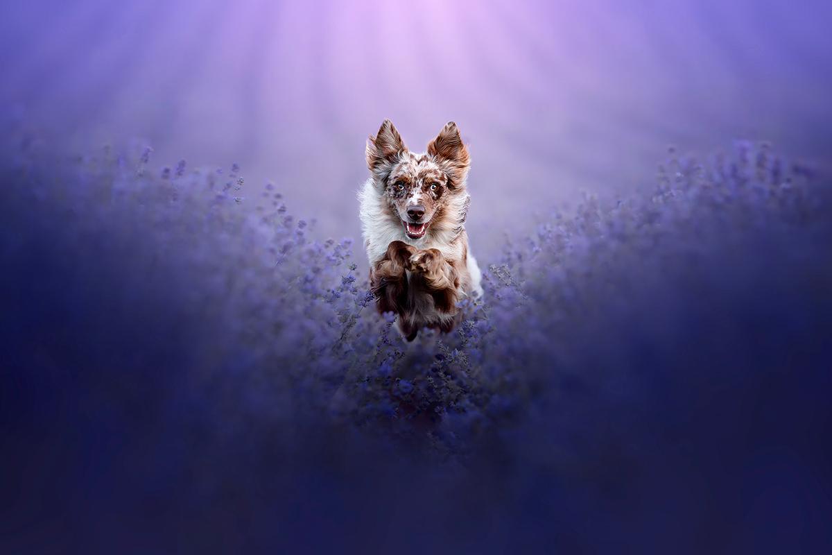 Les sublimes photographies lauréates du Dog Photography Awards 2024