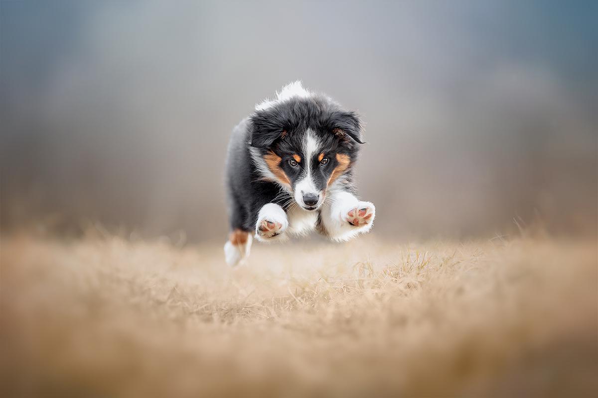 Les sublimes photographies lauréates du Dog Photography Awards 2024