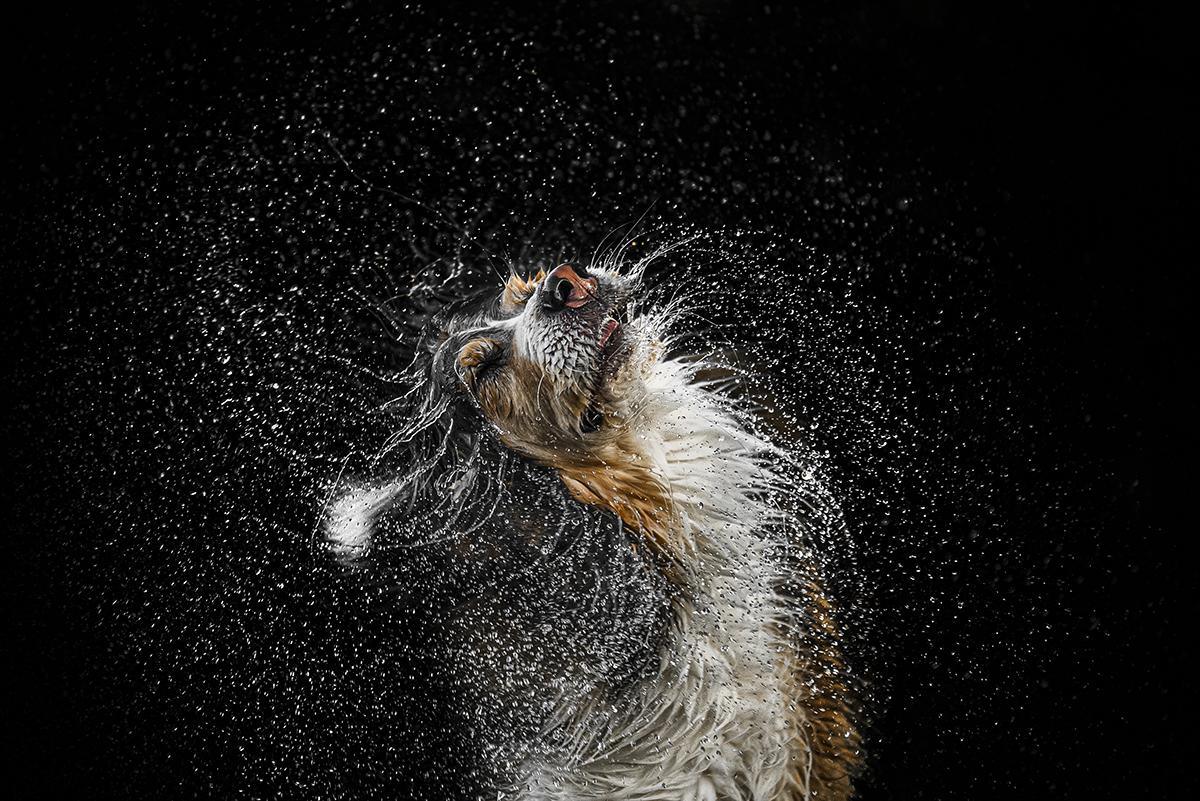 Les sublimes photographies lauréates du Dog Photography Awards 2024