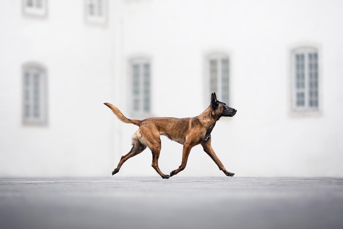 Les sublimes photographies lauréates du Dog Photography Awards 2024