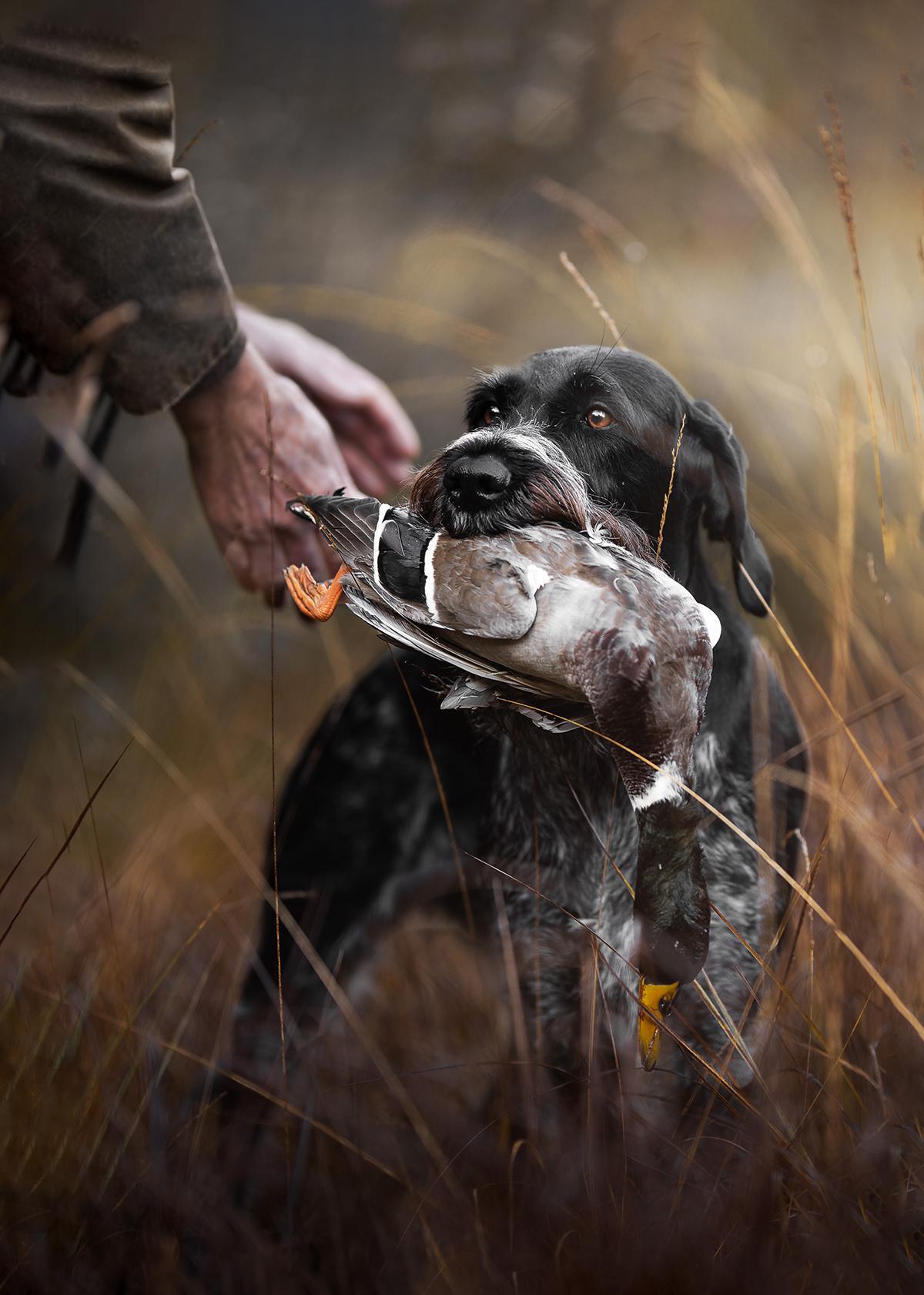 Les sublimes photographies lauréates du Dog Photography Awards 2024