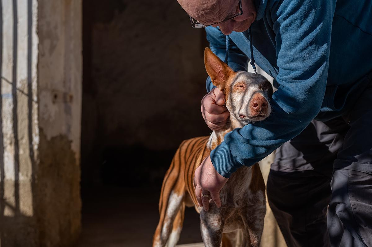 Les sublimes photographies lauréates du Dog Photography Awards 2024