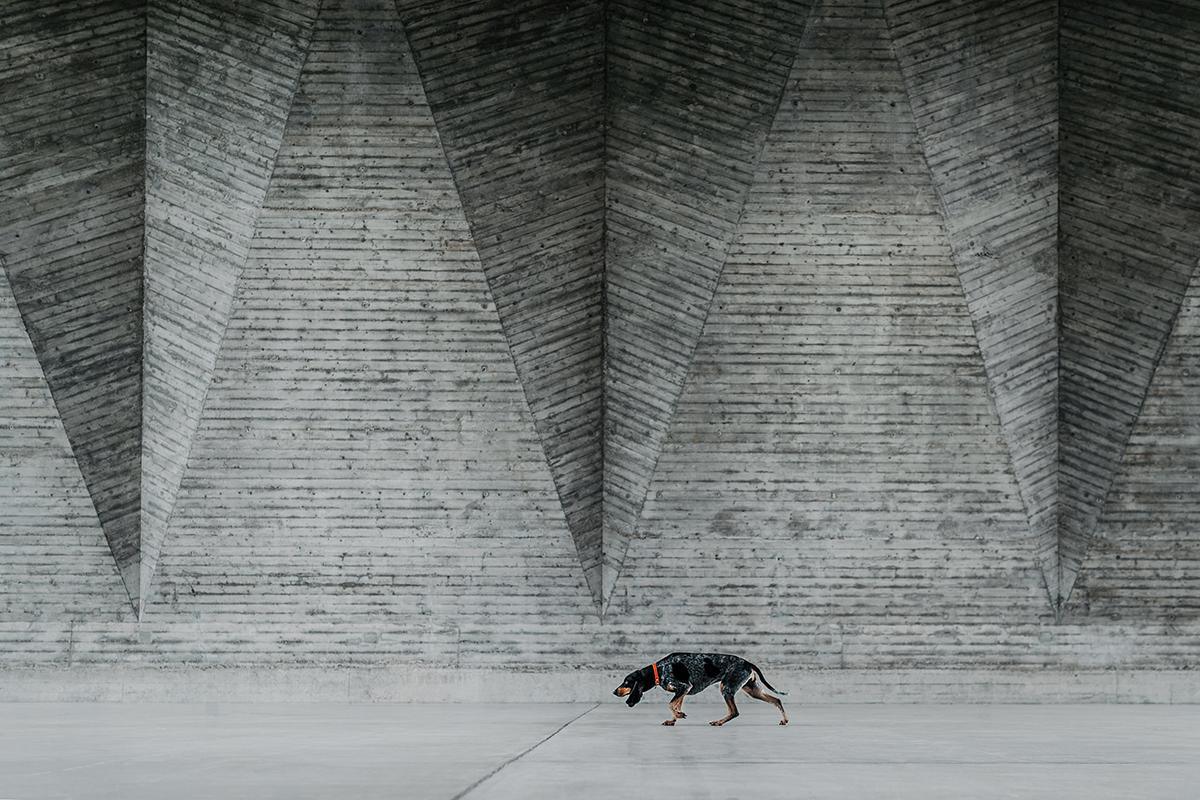 Les sublimes photographies lauréates du Dog Photography Awards 2024