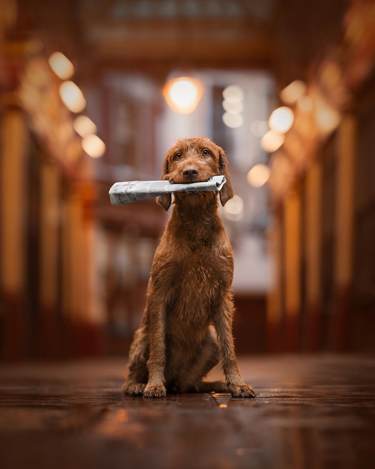 Les sublimes photographies lauréates du Dog Photography Awards 2024