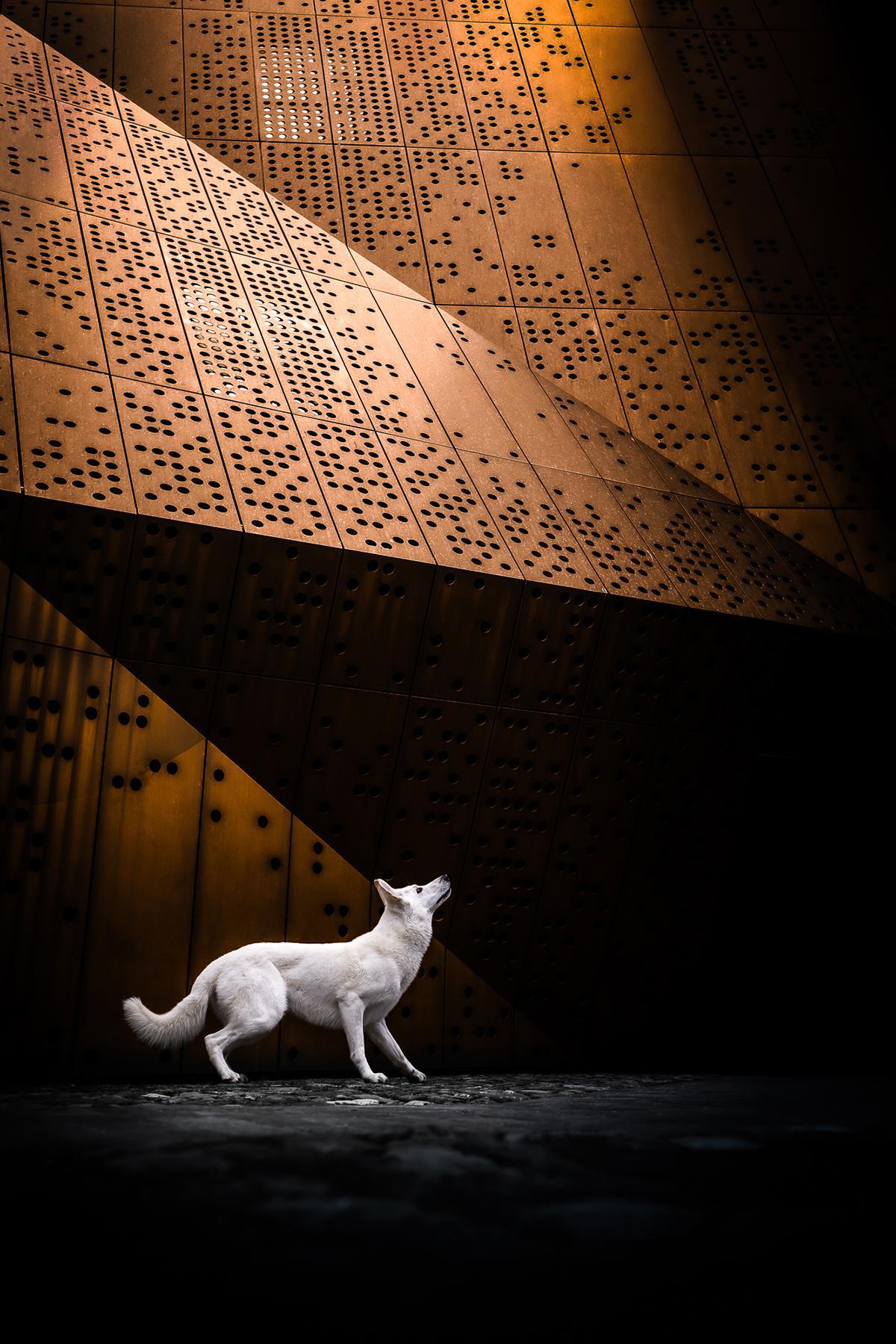 Les sublimes photographies lauréates du Dog Photography Awards 2024