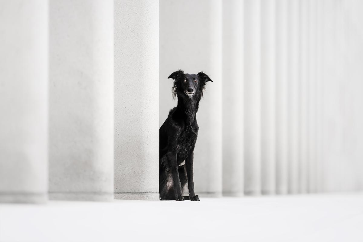 Les sublimes photographies lauréates du Dog Photography Awards 2024