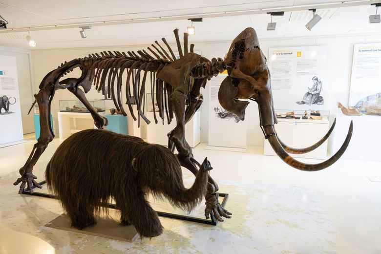 Un invité colossal installé dans ce musée au pied des Pyrénées : "c'est exceptionnel"